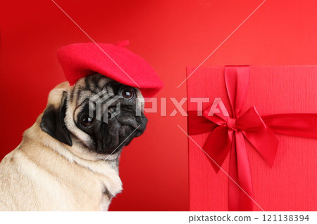 Pug puppy in red beret on red background. Gift box with red bow. Dog in hat. Animals look like humans. Red background for greeting card. 121138394