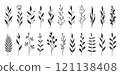 Botanical featuring hand drawn branches leaves floral elements. Variety shapes simple stems, elegant foliage, abstract florals. Creating wedding invitations, branding, patterns, posters, social media 121138408