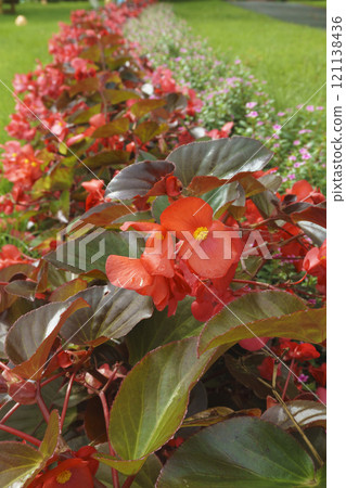 Red begonia flowers 121138436