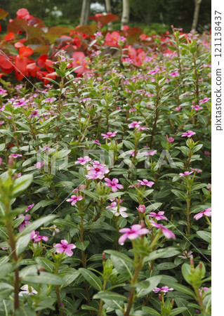 Catharanthus roseus and begonia flow 121138437
