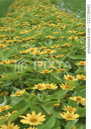 Yellow Melampodium flowers Yellow Melampodium flowers 121138441
