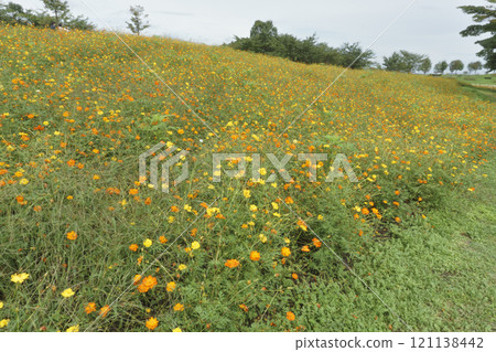 Yellow cosmos blooming all over the place 121138442