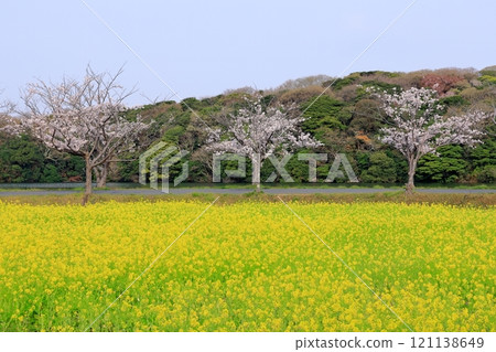 Cherry blossoms and rape fields Cherry blossoms and rape fields 121138649
