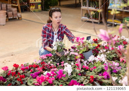Woman in casual clothes shopping for pot of cyclamen at flower market 121139065