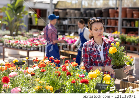 Before buying, woman examines flower of begonia at flowers market Before buying, woman examines flower of begonia at flowers market 121139071
