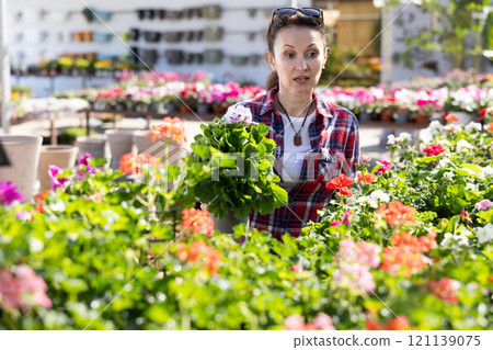 Woman customer choosing geranium in flower-pot in open air plants market Woman customer choosing geranium in flower-pot in open air plants market 121139075
