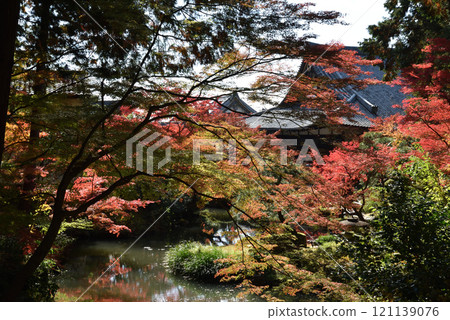 近海光明寺、北條北庭園、楓樹、養老池(京都市左京區) 近海光明寺、北條北庭園、楓樹、養老池(京都市左京區) 121139076