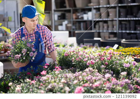 Young male seller holding carnation in pot 121139092