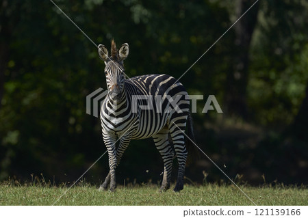 Crawshay's zebra Crawshay's zebra 121139166