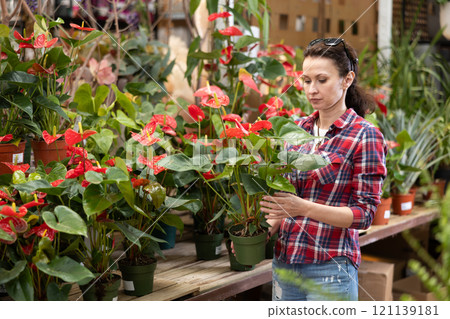 Adult woman choosing anthurium in flower shop Adult woman choosing anthurium in flower shop 121139181