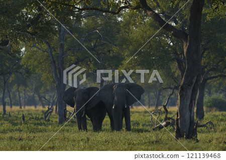 African Elephant in woodland African Elephant in woodland 121139468