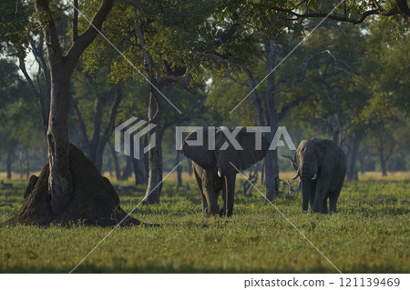 African Elephant in woodland African Elephant in woodland 121139469