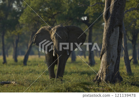 African Elephant in woodland African Elephant in woodland 121139478
