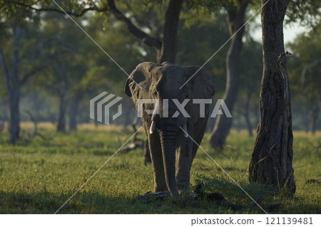 African Elephant in woodland African Elephant in woodland 121139481
