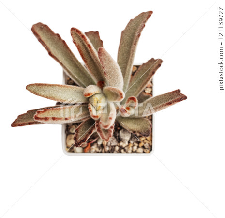 Chocolate soldier kalanchoe tomentosa in pot on white background 121139727