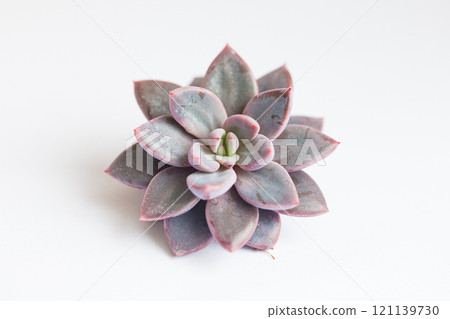 Rosette of Echeveria Lulu with purple easy leaves top view. Succulent on white background 121139730