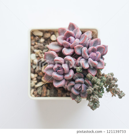 Small mat-forming succulent Sedum dasyphyllum Minor and Echeveria Cupid in pot on white background Small mat-forming succulent Sedum dasyphyllum Minor and Echeveria Cupid in pot on white background 121139733