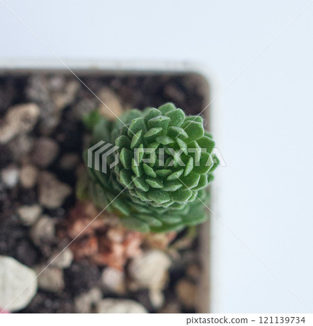 Rare very small green Echeveria Atomy plant in pot on white background 121139734