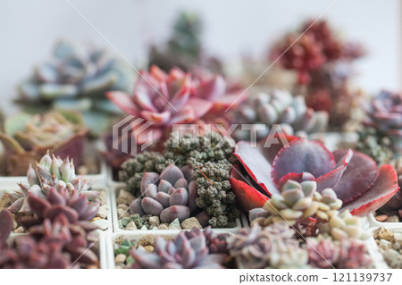 Succulent Echeveria Trumpet Pinky Plant Flower Rosette  121139737