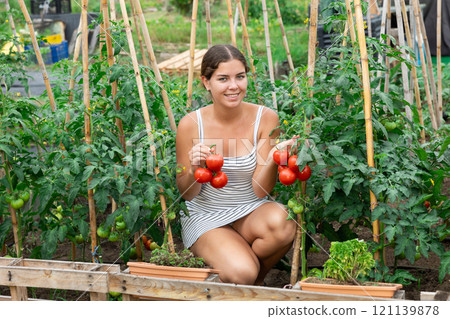 Woman garden worker gathering harvest of organic tomatoes in field garden. Woman garden worker gathering harvest of organic tomatoes in field garden. 121139878