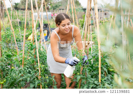 young girl in summer dress spraying tomatoes 121139881