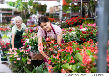 Girl florist demonstrates potted flowers Begonia big at flower market Girl florist demonstrates potted flowers Begonia big at flower market 121139919