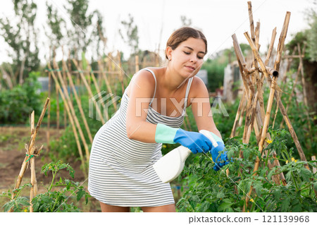 Young woman gardener sprays insecticide leaves of tomatoes and other plants in garden Young woman gardener sprays insecticide leaves of tomatoes and other plants in garden 121139968