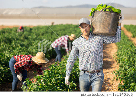 Man picking green pepper on field 121140166