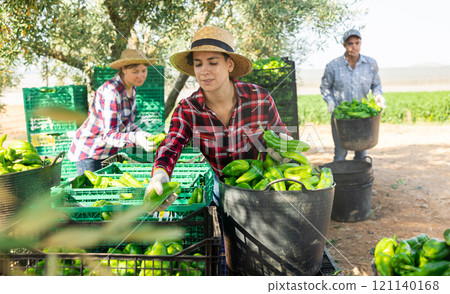 Woman farmer filling crates with pepper outdoors Woman farmer filling crates with pepper outdoors 121140168