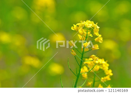 Rape blossoms (image) Rape blossoms (image) 121140169