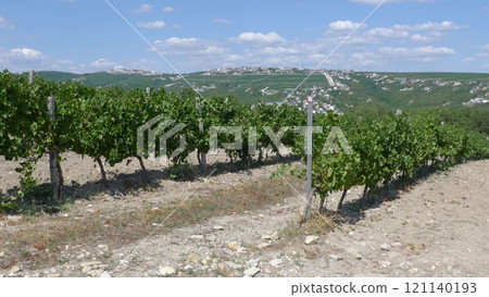 Rows of vineyards in early spring in Kuban Rows of vineyards in early spring in Kuban 121140193
