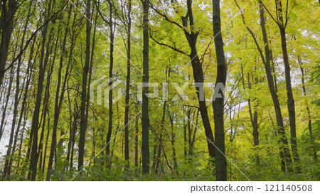 Autumn leaves fall in the forest, natural landscape 121140508