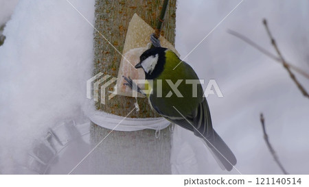 Birds near Moscow, yellow oatmeal on a tree branch Birds near Moscow, yellow oatmeal on a tree branch 121140514