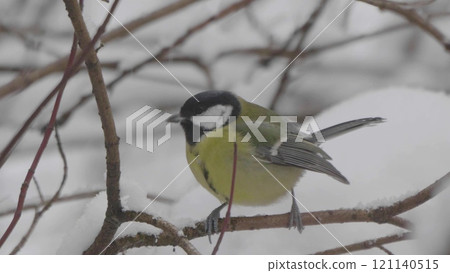 Birds near Moscow, yellow oatmeal on a tree branch Birds near Moscow, yellow oatmeal on a tree branch 121140515