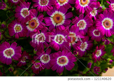 Specie of flowering Cineraria 121140620
