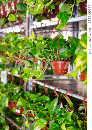 Tall specimens pothos tutor stand on floor, climbing vines presented on display in hanging pots Tall specimens pothos tutor stand on floor, climbing vines presented on display in hanging pots 121140633