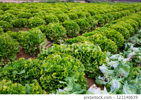 Lettuce growing on the field Lettuce growing on the field 121140639