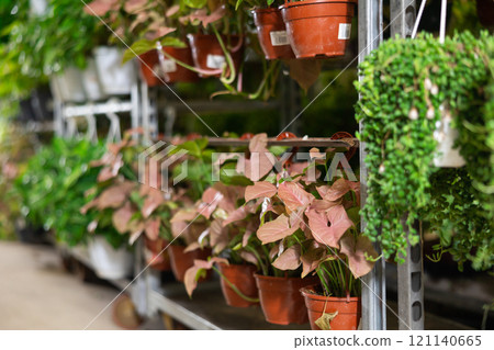 Rows of young plants of syngonium red heart penjar are located in hanging pots on showcase 121140665