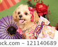 Chihuahua and Poodle in formal attire 121140689