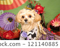 A dignified Chihuahua-Poodle in a kimono 121140885