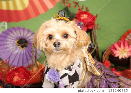 A dignified Chihuahua-Poodle in a kimono A dignified Chihuahua-Poodle in a kimono 121140885