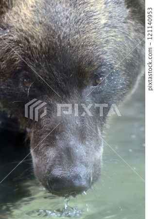 Brown bear 121140953