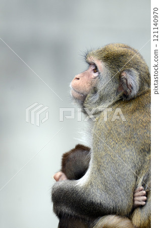 日本獼猴 121140970