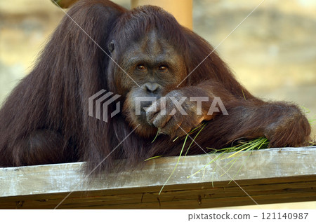 Orangutan 121140987