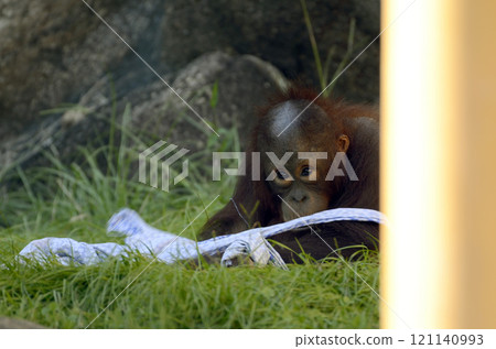 Orangutan 121140993