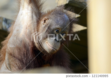 Orangutan Orangutan 121140995
