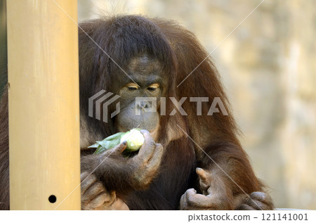 猩猩 121141001