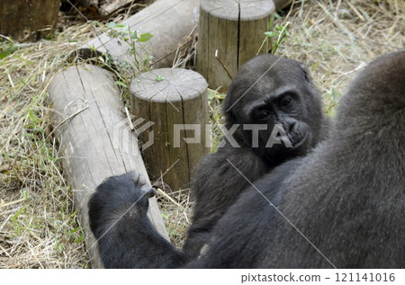 大猩猩 121141016