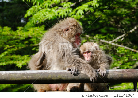 Scenery of Kamikochi 121141064