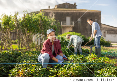 Young woman harvesting from beds in field Young woman harvesting from beds in field 121141357